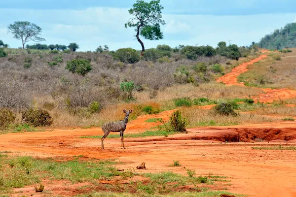 Picture Gazelle Savanna — Stock Photo, Image