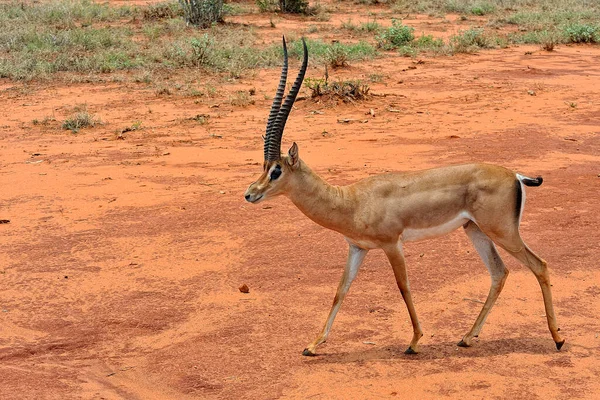 Una Foto Una Gazzella Nella Savana — Foto Stock