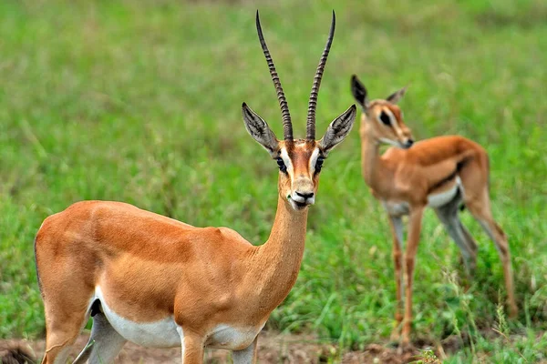 Una Foto Una Gazzella Nella Savana — Foto Stock