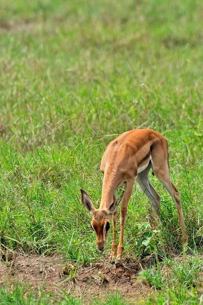 Una Foto Una Gazzella Nella Savana — Foto Stock