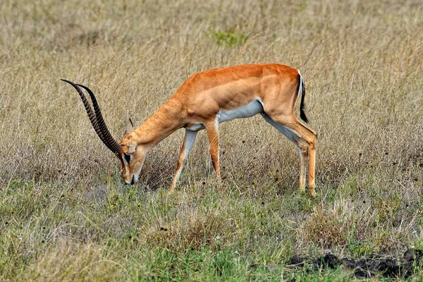 Une Photo Une Gazelle Dans Savane — Photo