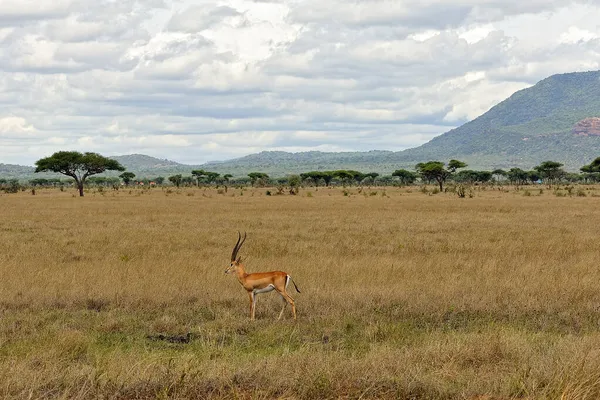 Picture Gazelle Savanna — Stock Photo, Image