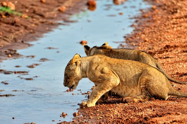 Ein Bild Von Einigen Löwen Auf Einer Straße Der Savanne — Stockfoto
