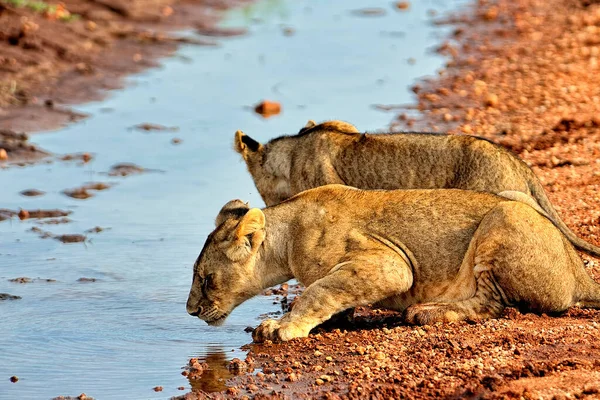 Picture Some Lions Road Savanna — Stock Photo, Image