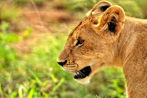 Una Foto Unos Leones Camino Sabana — Foto de Stock