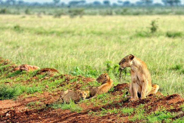 Una Foto Alcuni Leoni Una Strada Nella Savana — Foto Stock