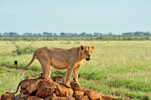 Una Foto Alcuni Leoni Una Strada Nella Savana — Foto Stock