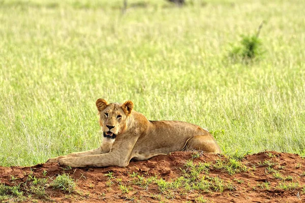 Uma Foto Alguns Leões Uma Estrada Savana — Fotografia de Stock