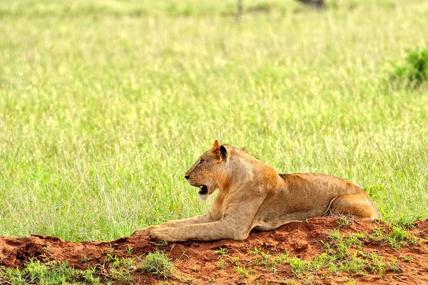 Uma Foto Alguns Leões Uma Estrada Savana — Fotografia de Stock