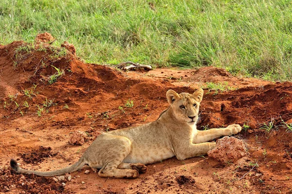 Uma Foto Alguns Leões Uma Estrada Savana — Fotografia de Stock