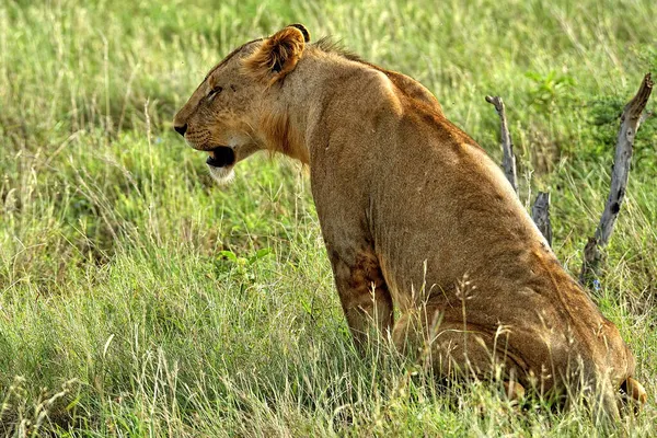 Uma Foto Alguns Leões Uma Estrada Savana — Fotografia de Stock