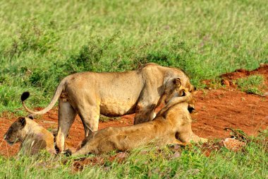 Savanadaki bir yolda aslanların resmi.