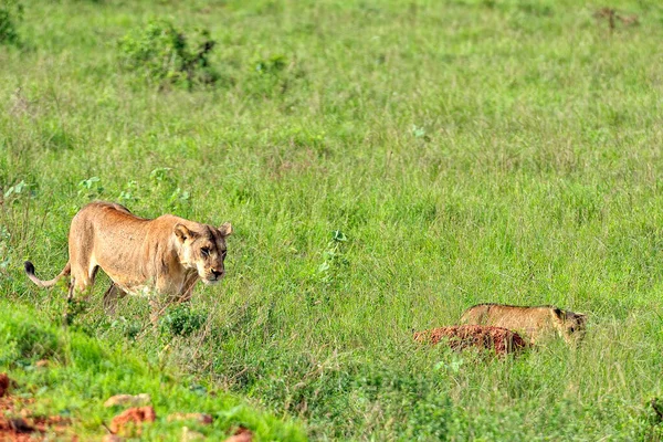 Una Foto Unos Leones Camino Sabana — Foto de Stock