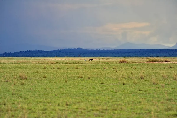Una Foto Alcuni Bufali Nella Savana — Foto Stock