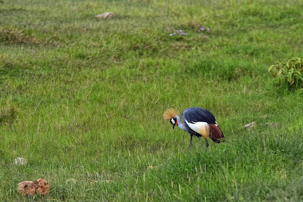 Uma Imagem Guindaste Coroado Savana — Fotografia de Stock