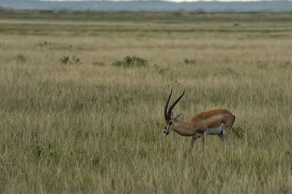 Das Bild Einer Gazelle Der Savanne — Stockfoto