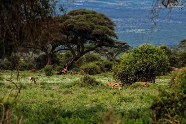 Uma Foto Uma Gazela Savana — Fotografia de Stock