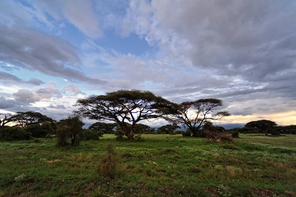 Uma Bela Imagem Uma Paisagem Selvagem Africana — Fotografia de Stock