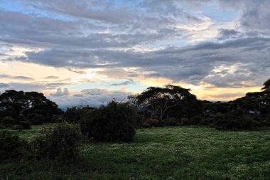 Savanadaki bazı fillerin resmi.