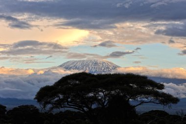 Afrika 'nın vahşi doğasının güzel bir resmi.