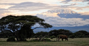 Savanadaki bazı fillerin resmi.