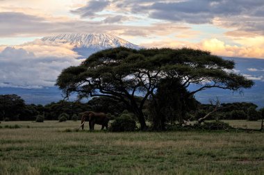 Savanadaki bazı fillerin resmi.