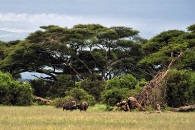 Savanadaki bazı bufaloların resmi.