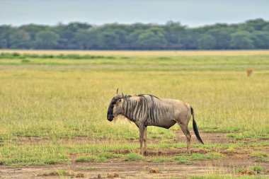 Savanadaki bir Gnu resmi.