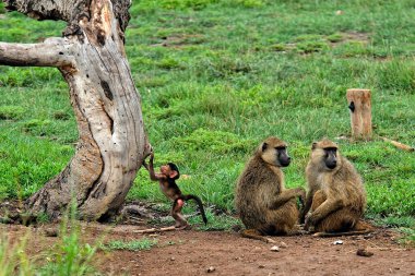 Yaprakların arasında küçük bir maymun resmi