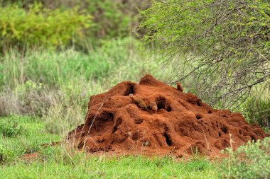 Bozkırda büyük bir termit resmi.