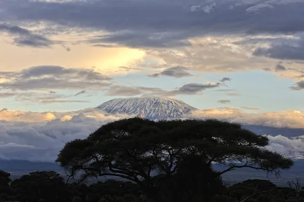 Afrika 'nın vahşi doğasının güzel bir resmi.
