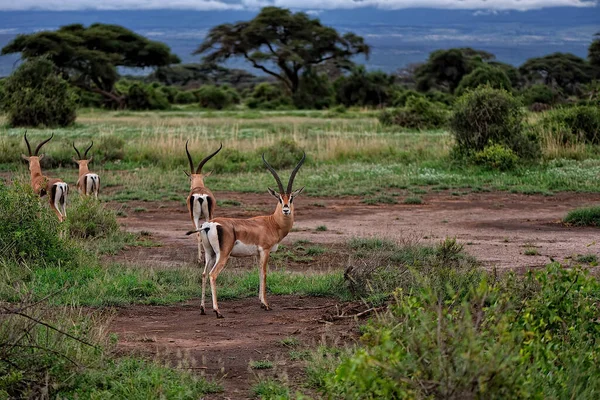 Una Foto Una Gazzella Nella Savana — Foto Stock