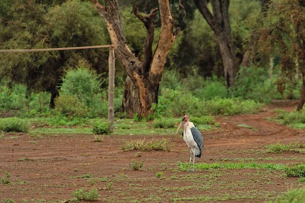 Uma Imagem Pequeno Pássaro Natureza — Fotografia de Stock