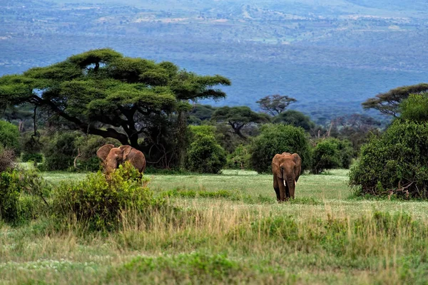 Una Foto Unos Elefantes Sabana —  Fotos de Stock