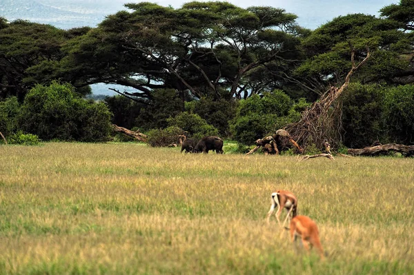 Uma Foto Uma Gazela Savana — Fotografia de Stock