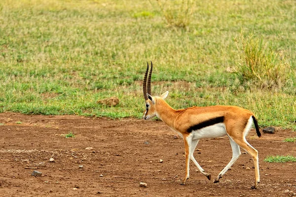 Das Bild Einer Gazelle Der Savanne — Stockfoto