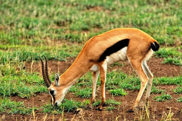 Una Foto Una Gazzella Nella Savana — Foto Stock