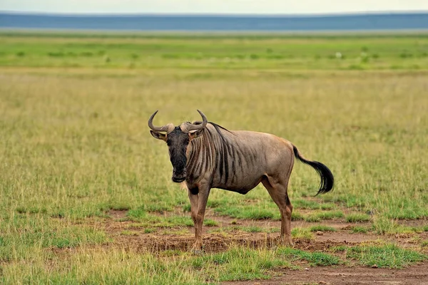 Una Foto Gnu Nella Savana — Foto Stock