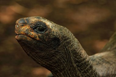 Vahşi doğaya giden yaşlı bir kaplumbağanın resmi.