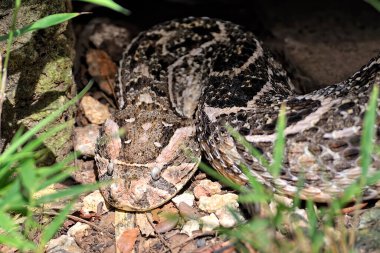 Tehlikeli bir yılanın vahşi doğadaki resmi.