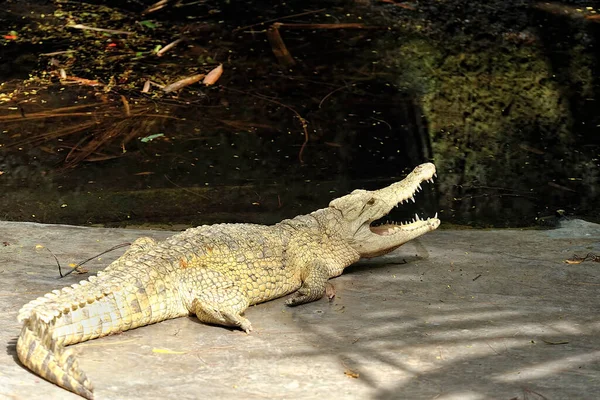 Картина Крокодила Воді — стокове фото