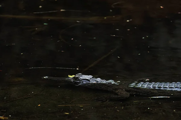 Картина Крокодила Воді — стокове фото