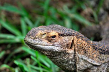 Vahşi doğada bir kertenkele resmi.