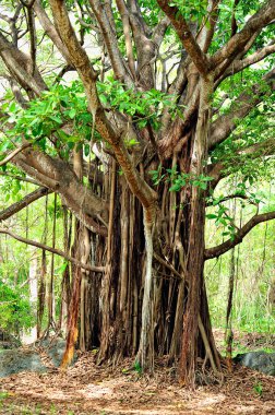 Afrikalı yaşlı bir ağacın güzel bir resmi.