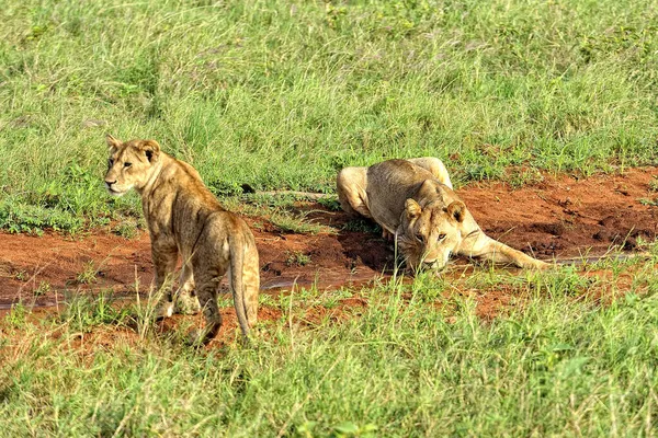 Una Foto Unos Leones Camino Sabana — Foto de Stock