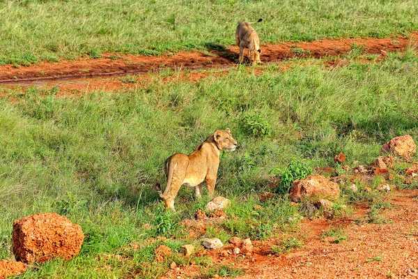 Savanadaki Bir Yolda Aslanların Resmi — Stok fotoğraf