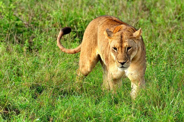 Obrázek Lvů Cestě Savaně — Stock fotografie