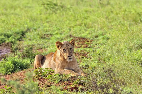 Uma Foto Alguns Leões Uma Estrada Savana — Fotografia de Stock
