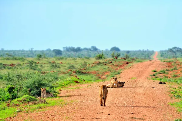 Picture Some Lions Road Savanna — Stock Photo, Image
