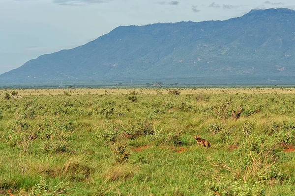 草原上的鬣狗的照片 — 图库照片